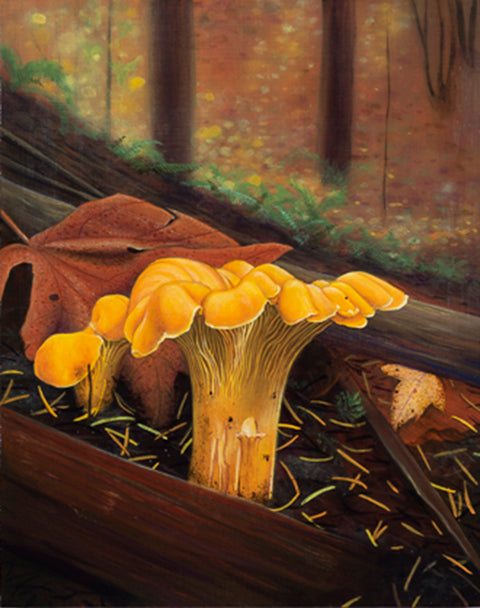 Michelle F. Mitchell - Golden Hour Chanterelle