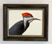 Herb Smith - Pileated Woodpecker