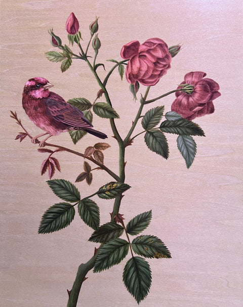 Kristin Bell - Rose Finch on Rosachinensis