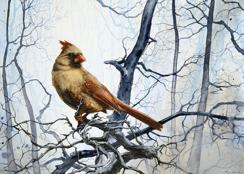 Brian Mashburn - Cardinal in Winter