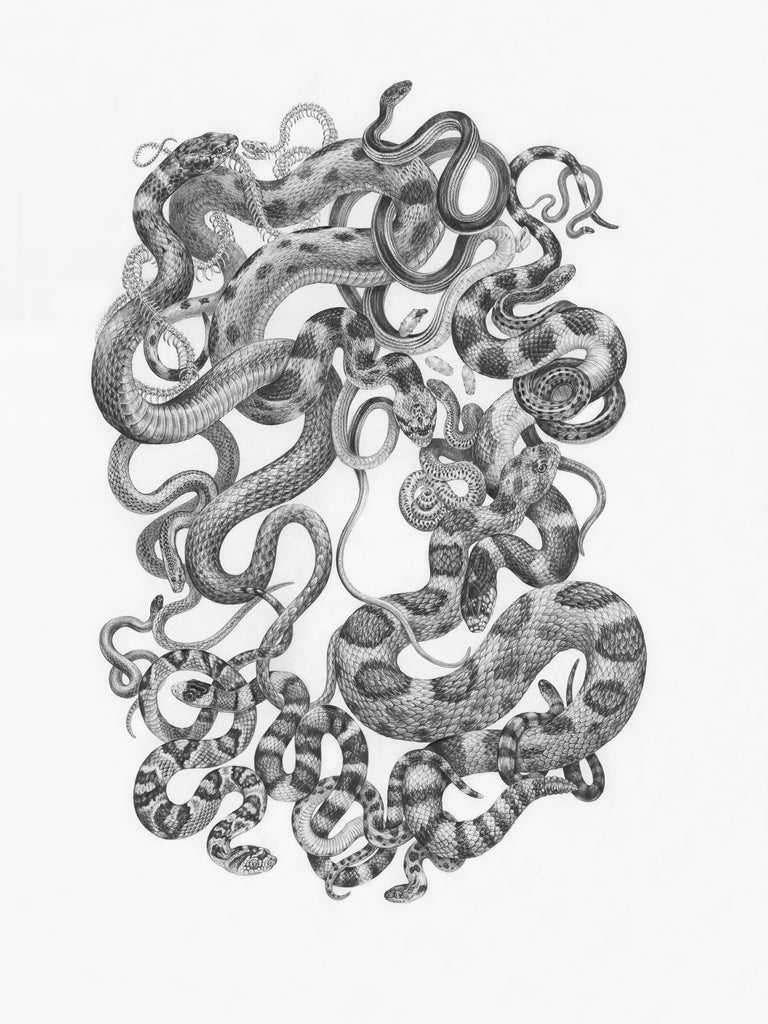 Zoe Keller - Snakes of Zion National Park