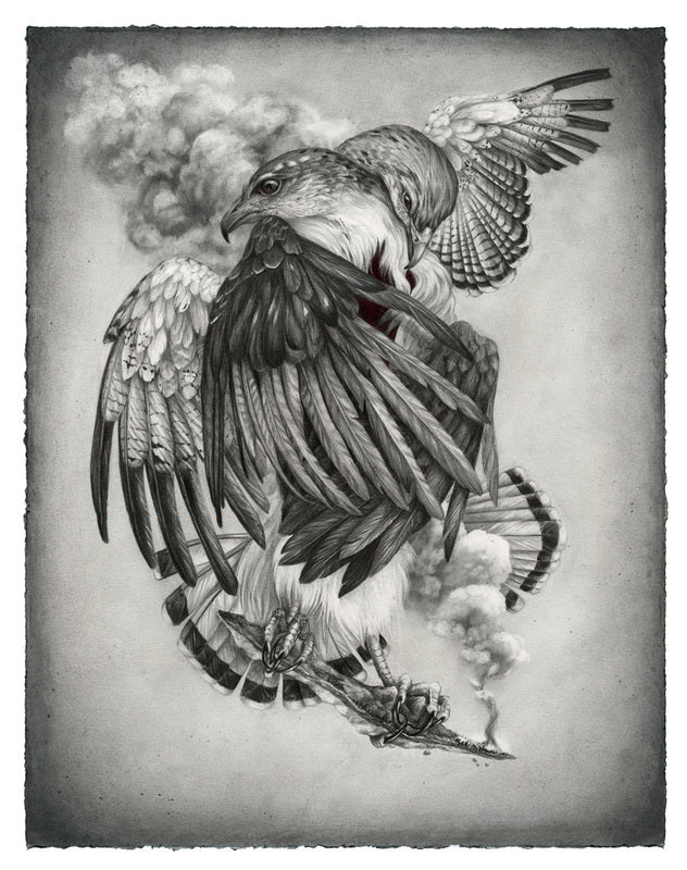 Christina Mrozik - Grey Backed Hawk
