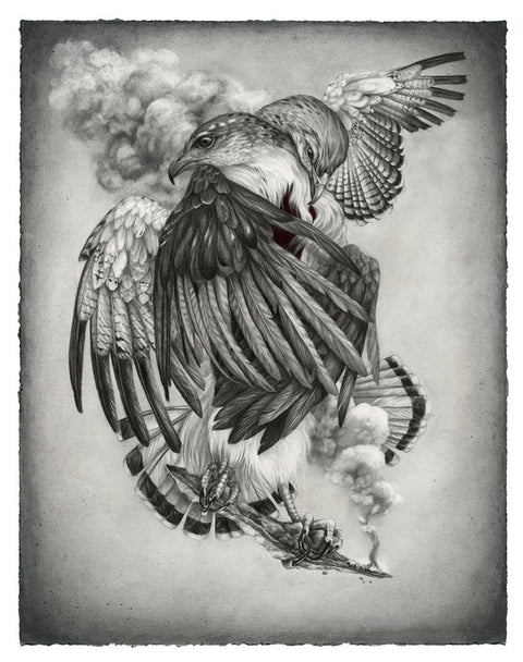 Christina Mrozik - Grey Backed Hawk