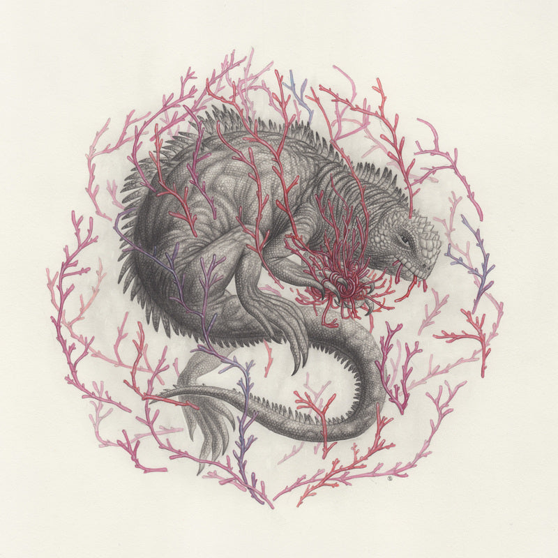 Nick Sheehy - Marine Iguana