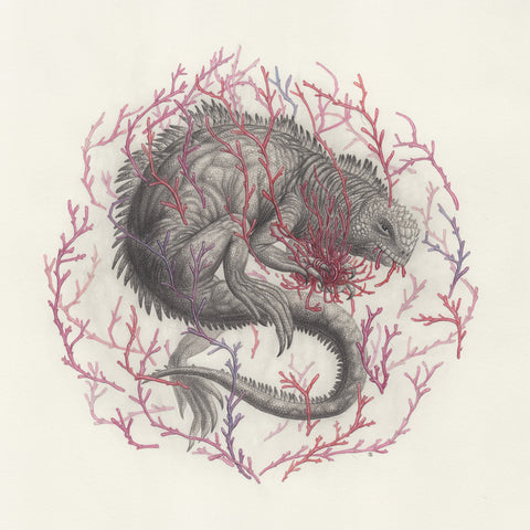 Nick Sheehy - Marine Iguana