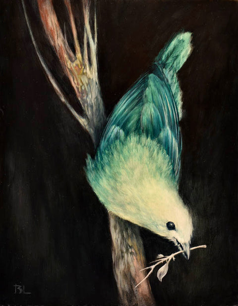 Brin Levinson - Blue Green Tanager