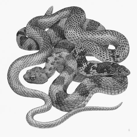 Embrace II