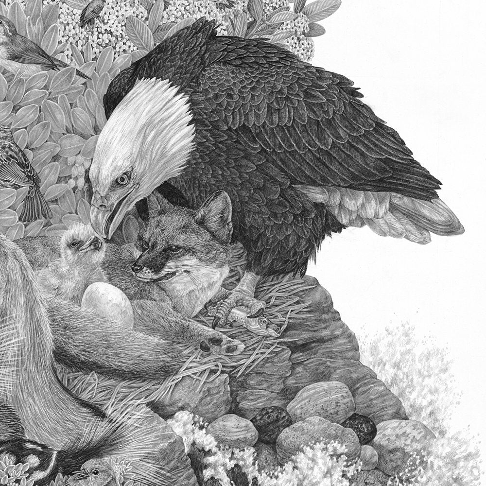 Zoe Keller - Limuw | Santa Cruz Island