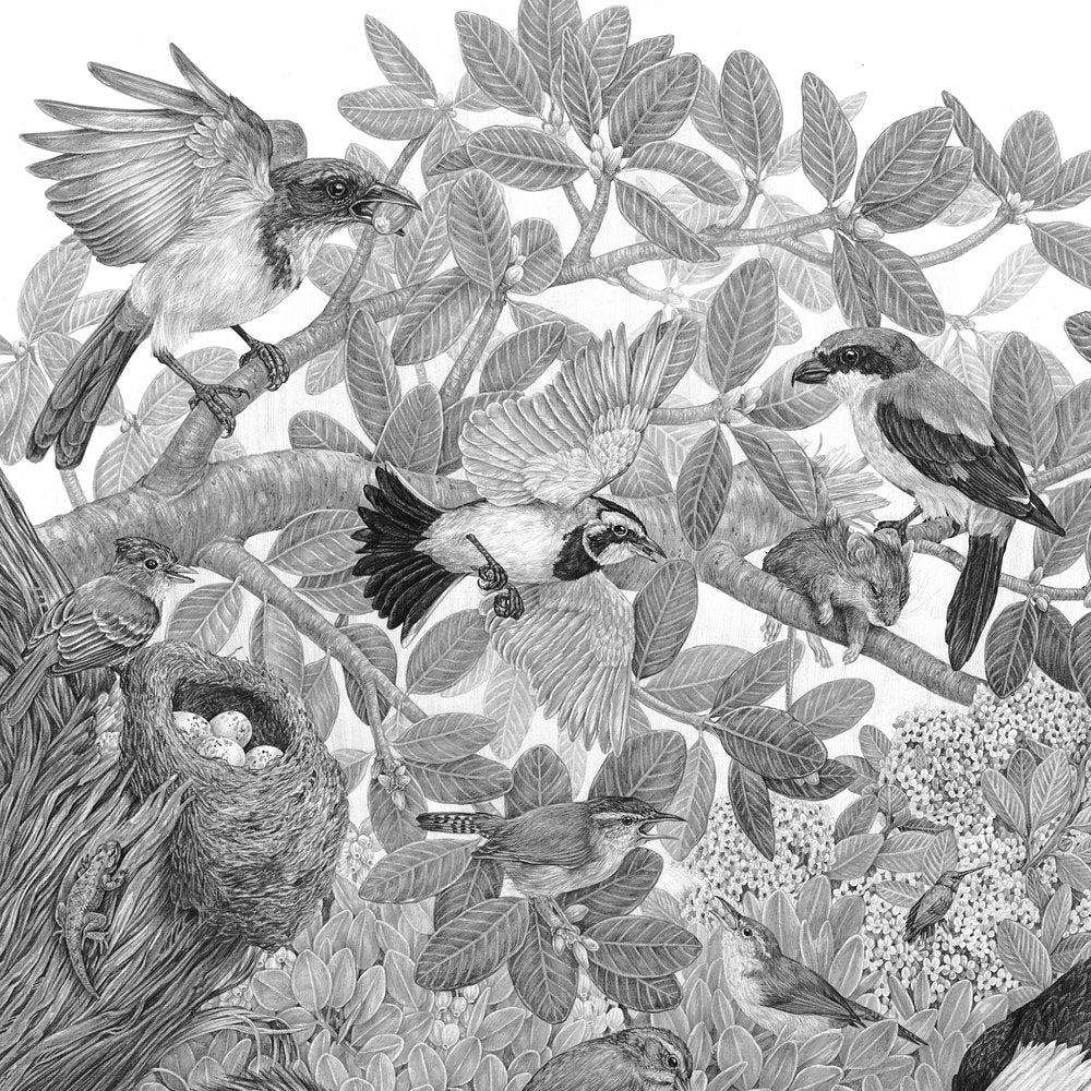 Zoe Keller - Limuw | Santa Cruz Island