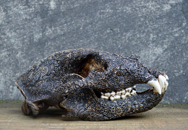 Jason Borders - Black Bear Skull I – Antler Gallery