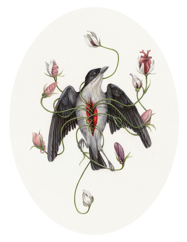 Christina Mrozik - Cebu Flowerpecker