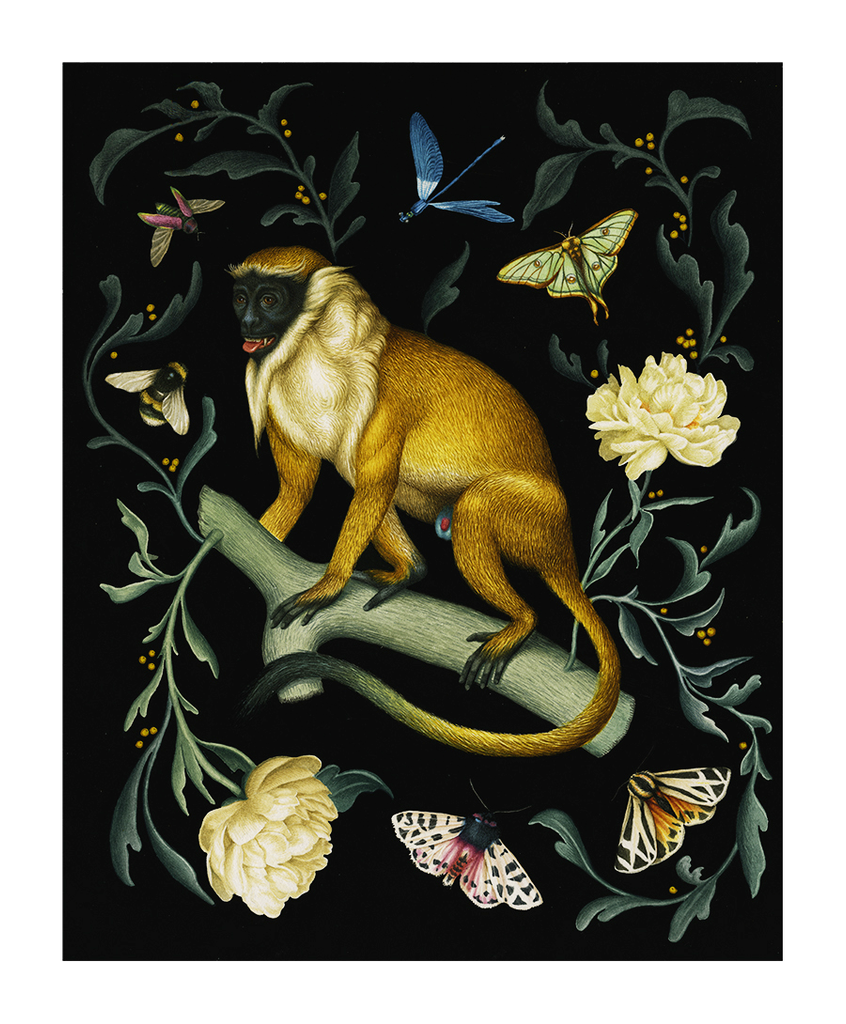 Lindsey Carr - Monkey