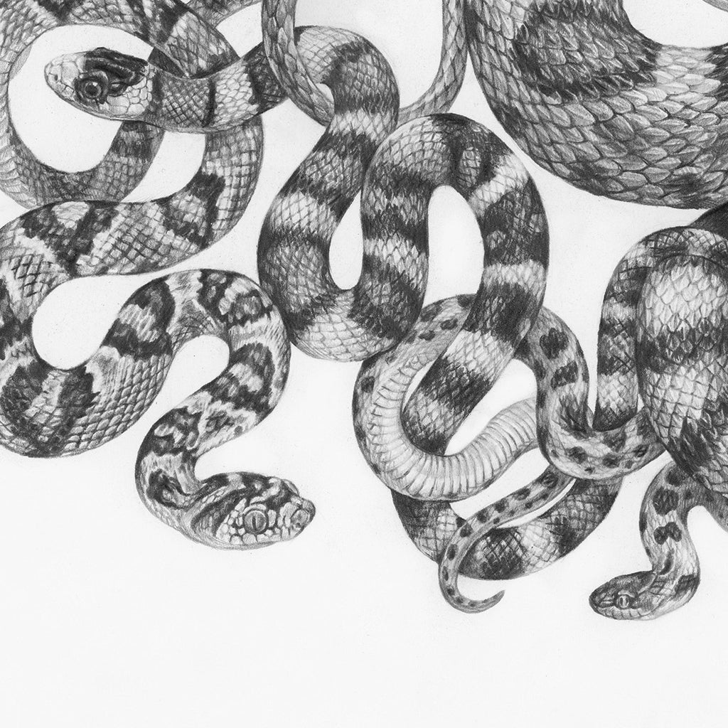 Zoe Keller - Snakes of Zion National Park