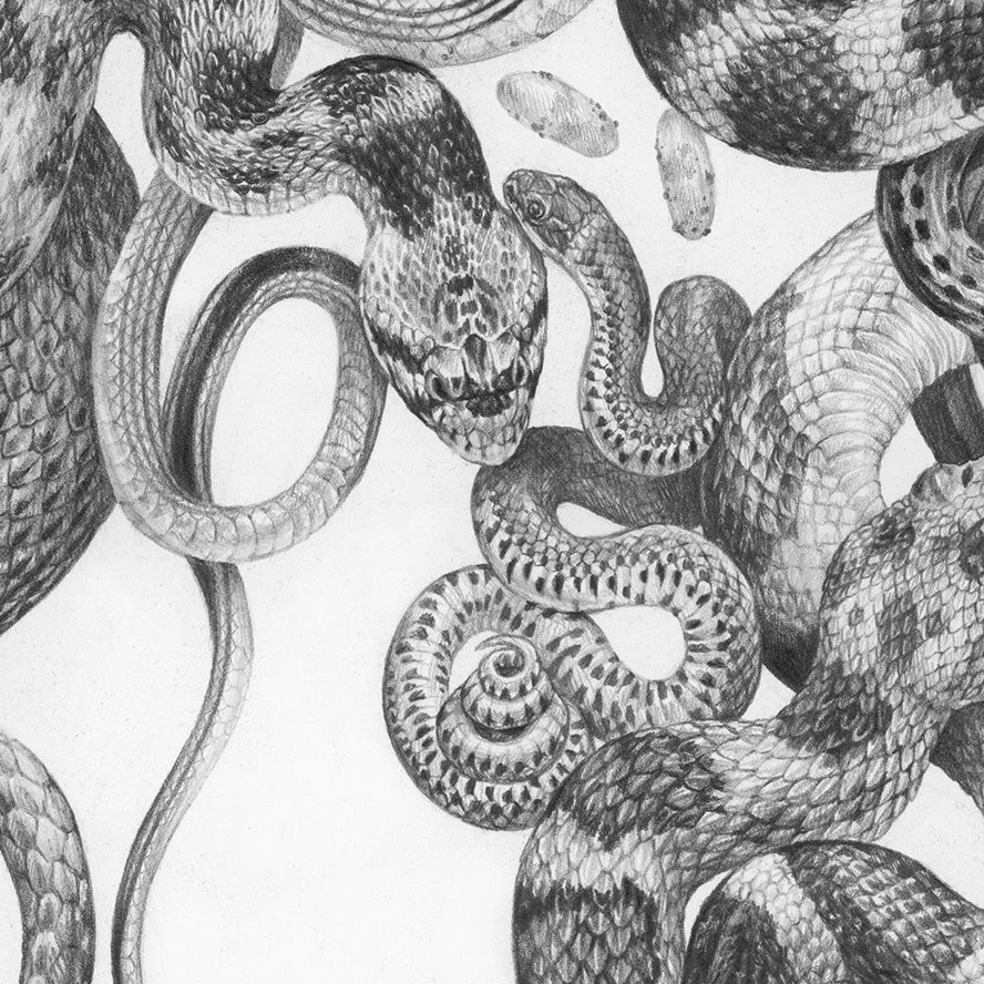 Zoe Keller - Snakes of Zion National Park