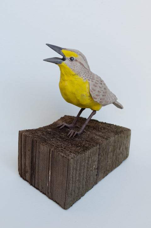 Sarah Conti - Western Meadowlark