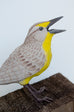 Sarah Conti - Western Meadowlark