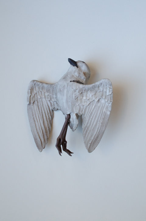 Sarah Conti - Western Snowy Plover