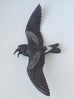 Sarah Conti - Townsend’s Storm-petrel Pair