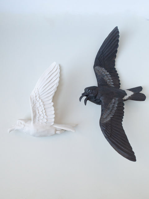 Sarah Conti - Townsend’s Storm-petrel Pair
