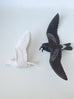Sarah Conti - Townsend’s Storm-petrel Pair