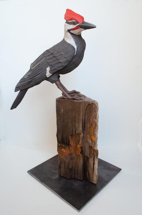 Sarah Conti - Pileated Woodpecker