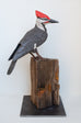 Sarah Conti - Pileated Woodpecker