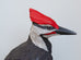 Sarah Conti - Pileated Woodpecker