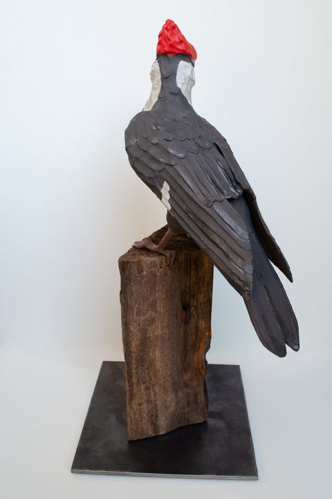 Sarah Conti - Pileated Woodpecker