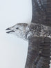 Sarah Conti - Kittlitz’s Murrelet Pair