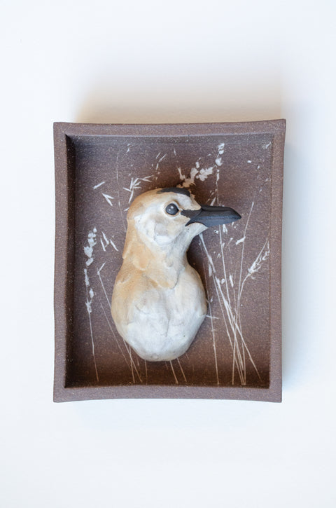 Sarah Conti - Mountain Plover