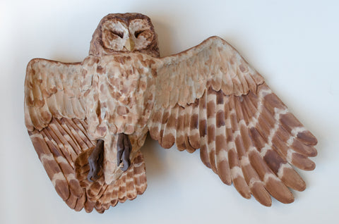 Sarah Conti - Spotted Owl