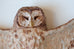 Sarah Conti - Spotted Owl