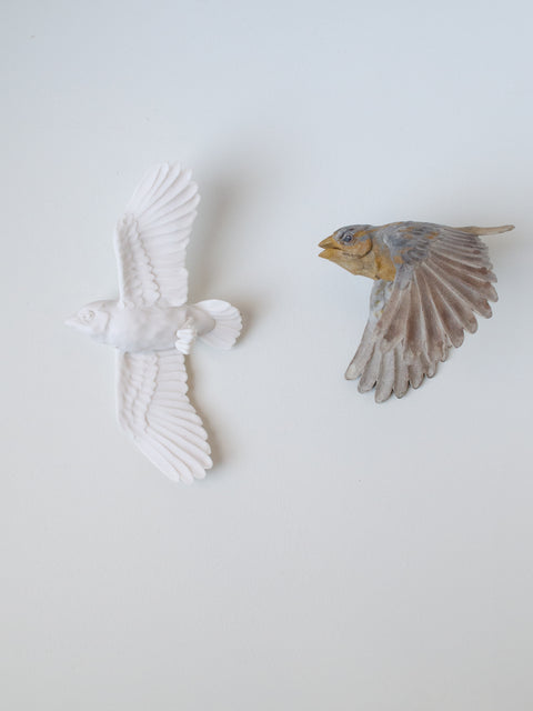Sarah Conti - Bachman’s Sparrow Pair