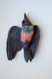 Sarah Conti - Lewis’s Woodpecker