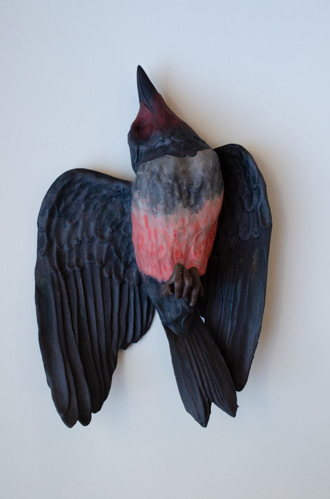 Sarah Conti - Lewis’s Woodpecker