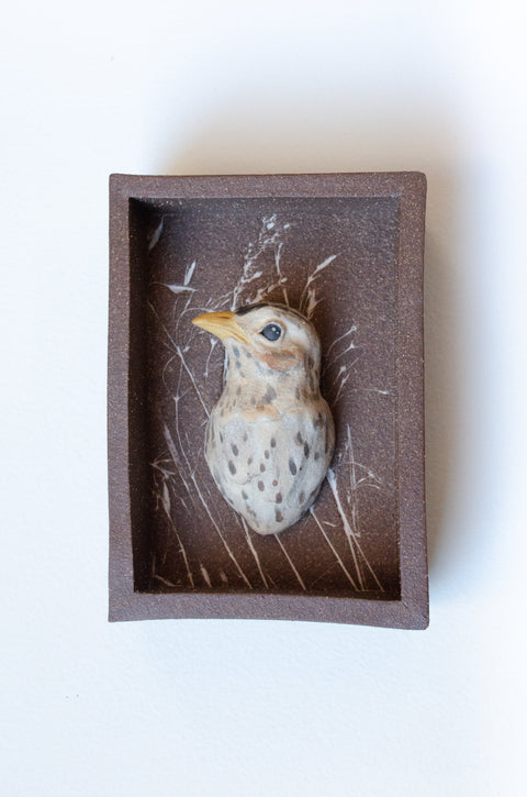 Sarah Conti - Sprague’s Pipit