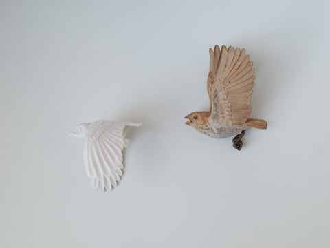 Sarah Conti - Baird’s Sparrow Pair
