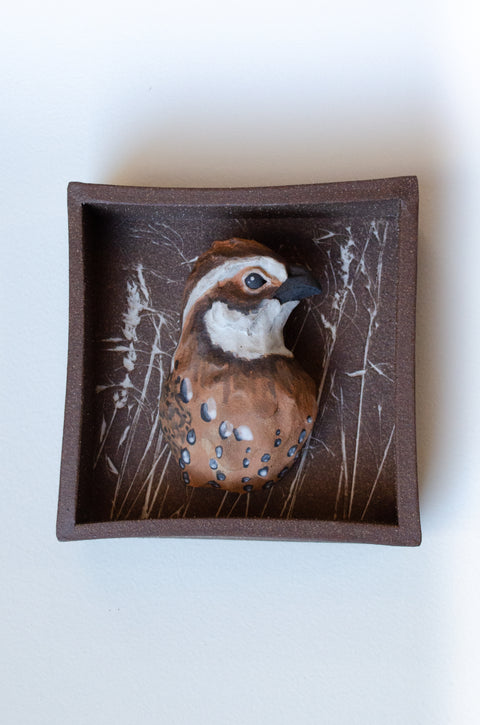 Sarah Conti - Northern Bobwhite