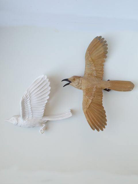 Sarah Conti - Bendire’s Thrasher Pair