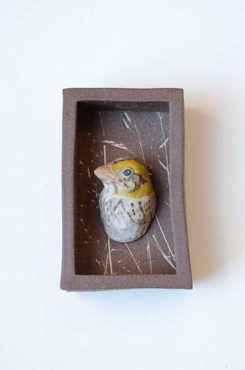 Sarah Conti - Henslow’s Sparrow