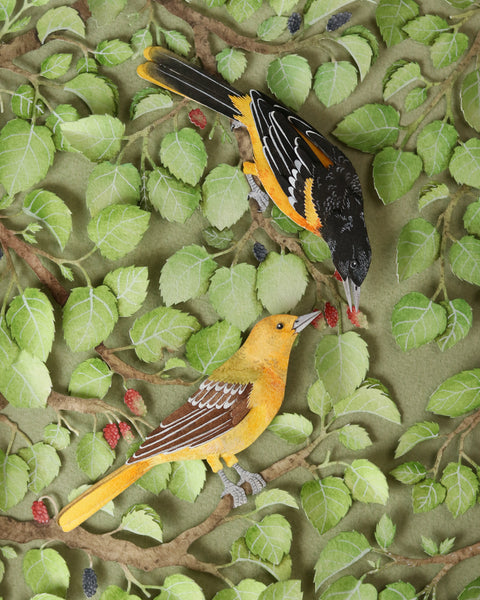 Nayan & Venus - BALTIMORE ORIOLE IN GOOSEBERRY