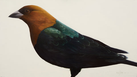 Herb Smith - Brown Headed Cowbird