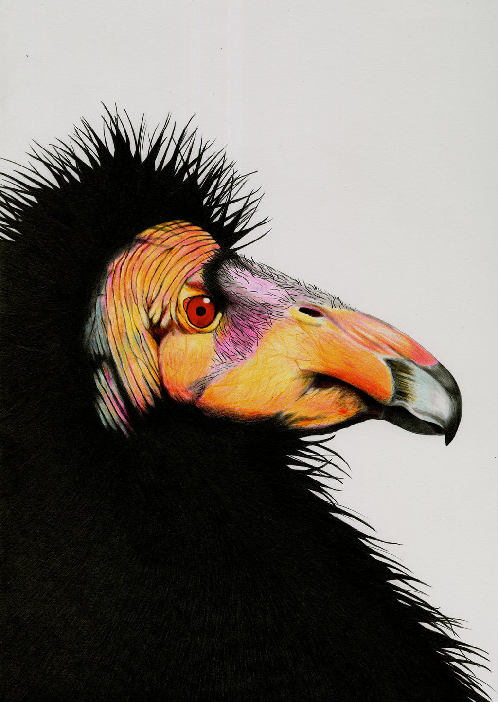 Kacy McKinney - Comeback//California Condor