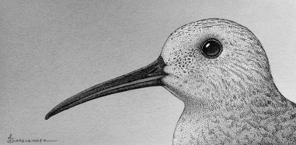 Juliet Schreckinger - Dunlin