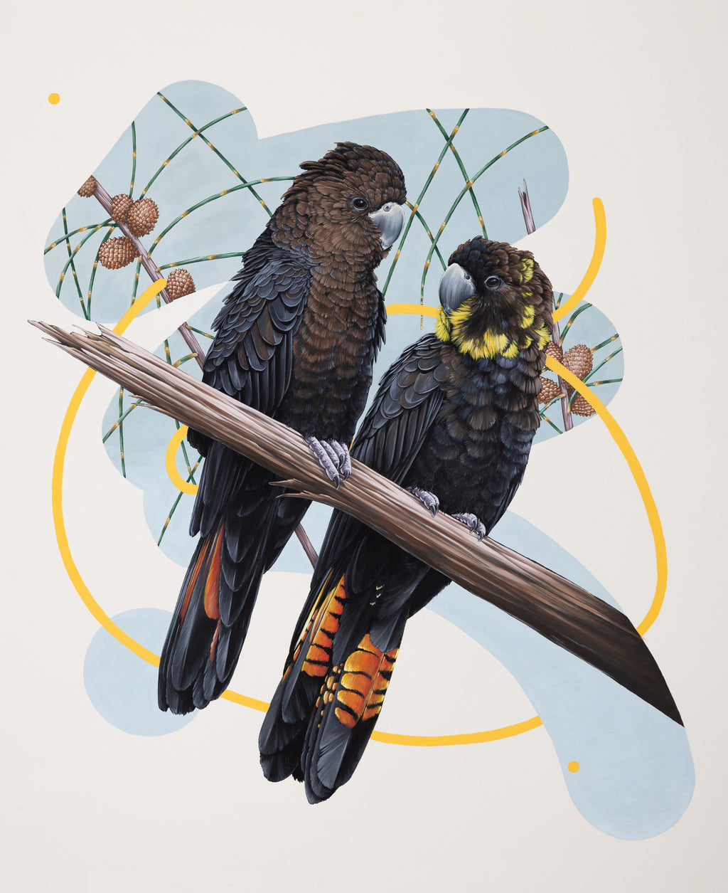 Thomas Jackson - Glossy Black Cockatoo