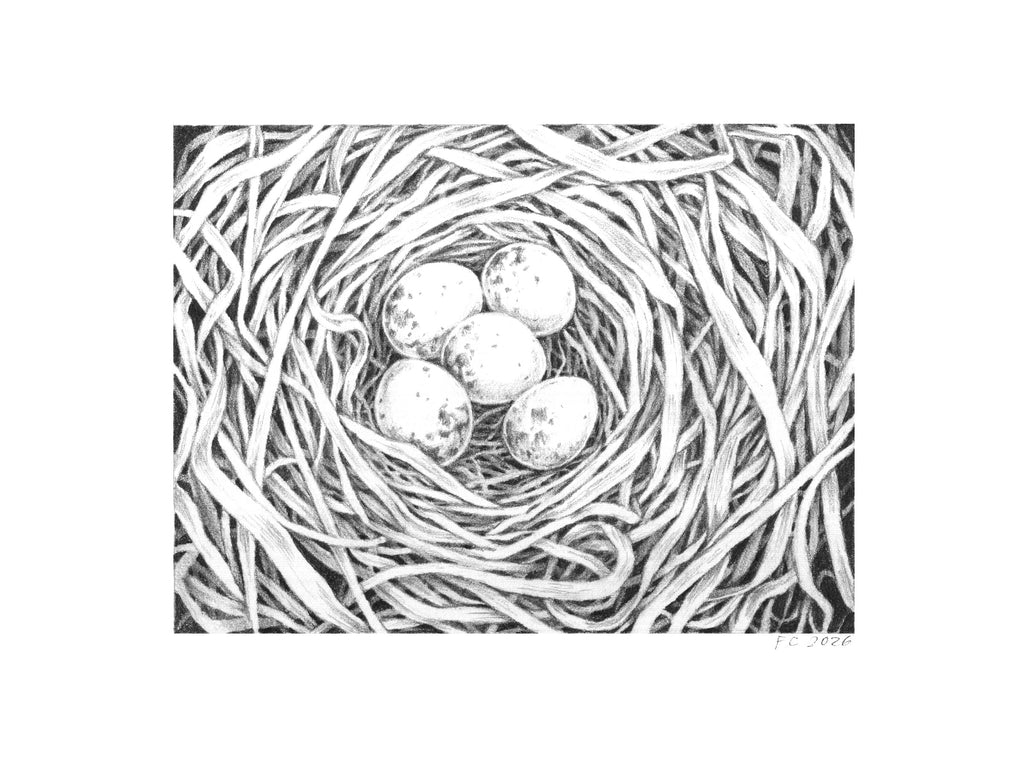 Franki Crosby - Grasshopper Sparrow Nest