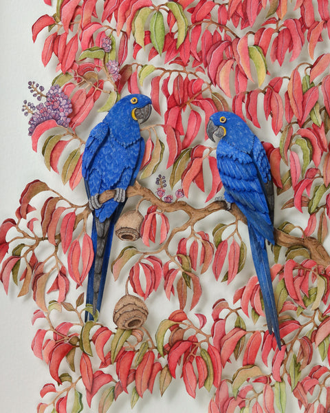 Nayan & Venus - HYACINTH MACAW IN MONKEYPOT CANOPY