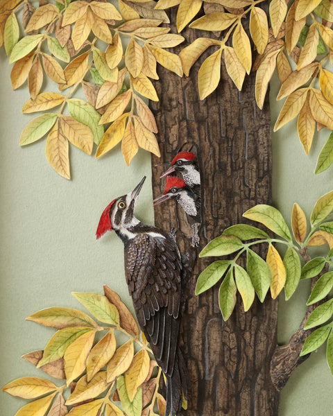 Nayan & Venus - PILEATED WOODPECKER IN HICKORY CANOPY