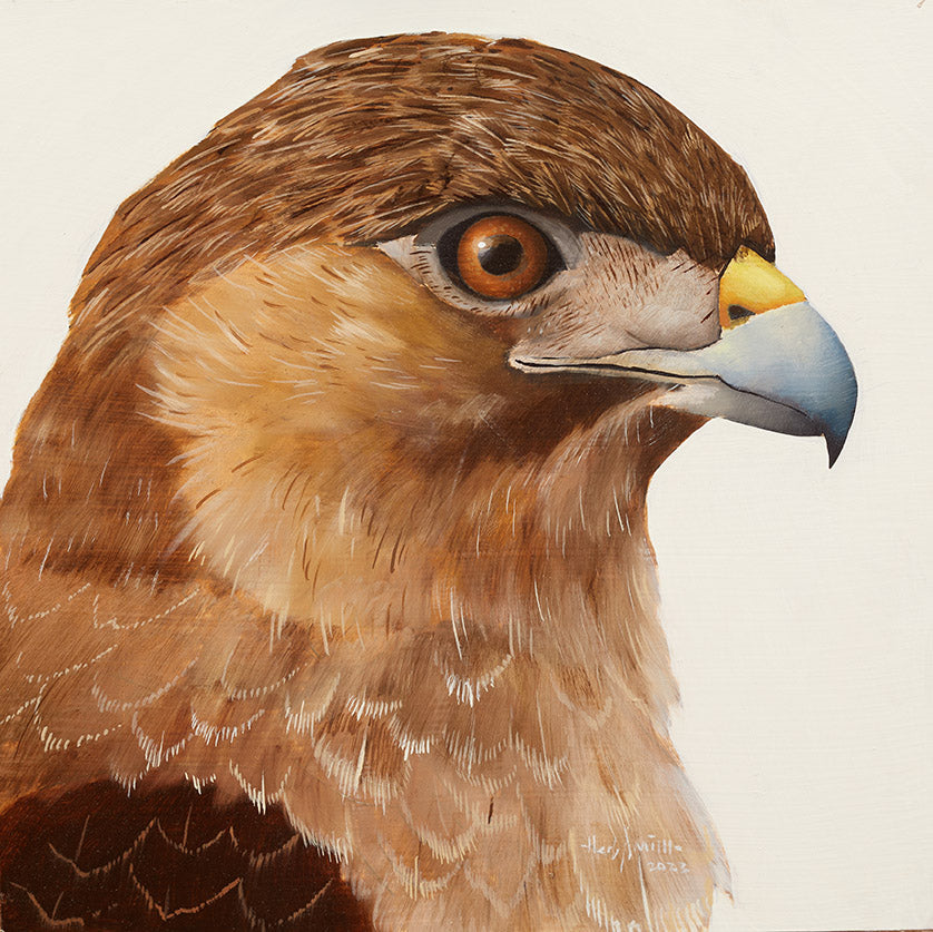 Herb Smith - Red Tail Hawk