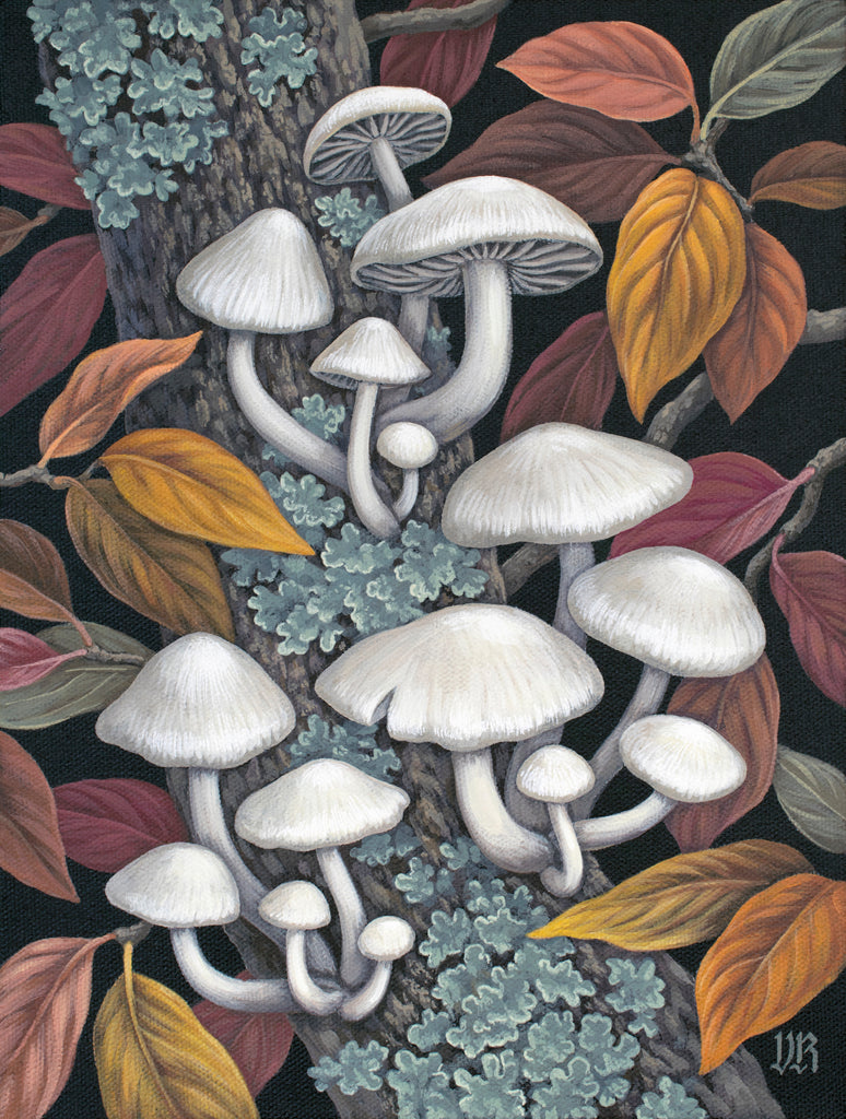 Vasilisa Romanenko - Elm Oyster Mushrooms